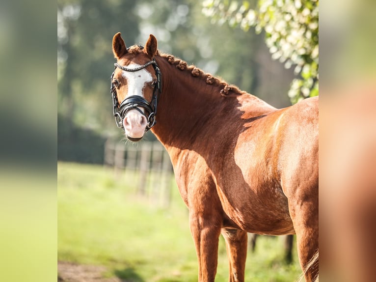 Galés-A Caballo castrado 8 años 121 cm Alazán in Groenekan