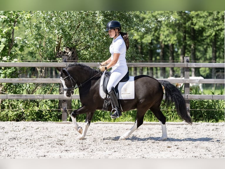 Galés-A Caballo castrado 8 años 123 cm Negro in Nieuwersluis