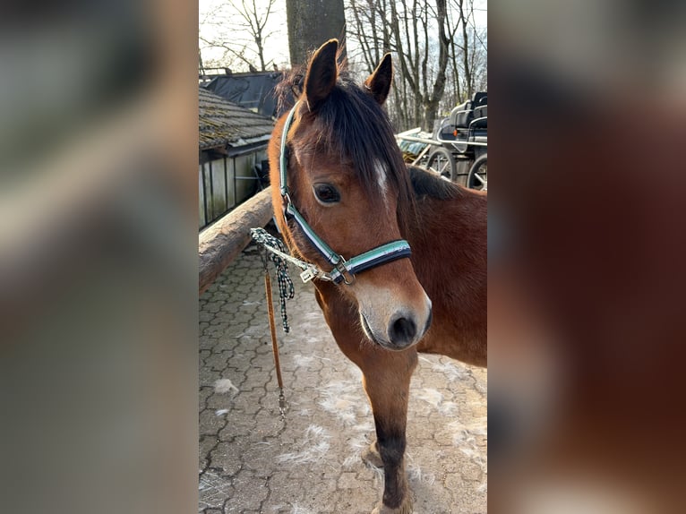 Galés-A Caballo castrado 8 años 125 cm Castaño in Kürten
