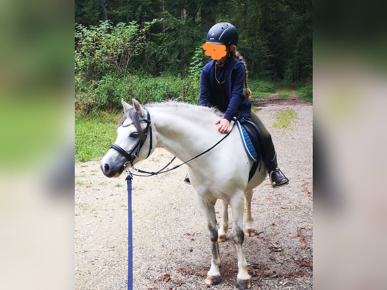 Galés-A Caballo castrado 8 años 126 cm Tordo in Stockach