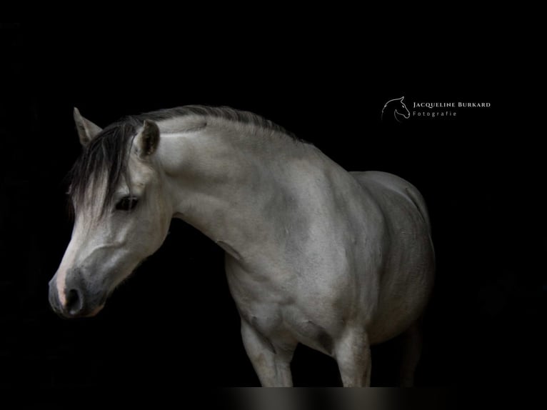 Galés-A Caballo castrado 8 años 126 cm Tordo in Stockach