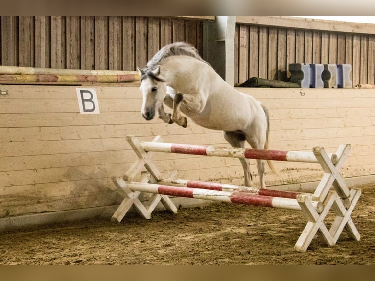 Galés-A Caballo castrado 8 años 126 cm Tordo in Stockach