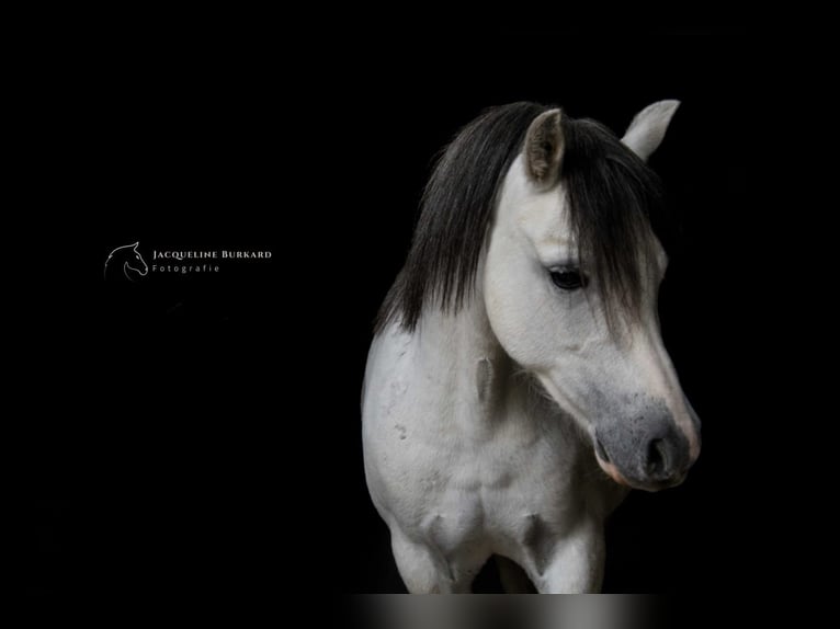 Galés-A Caballo castrado 8 años 126 cm Tordo in Stockach