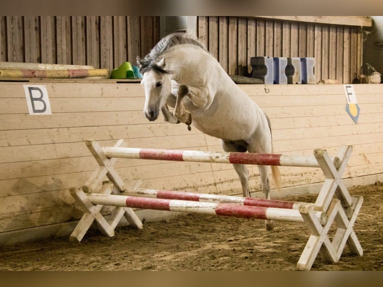 Galés-A Caballo castrado 8 años 126 cm Tordo in Stockach