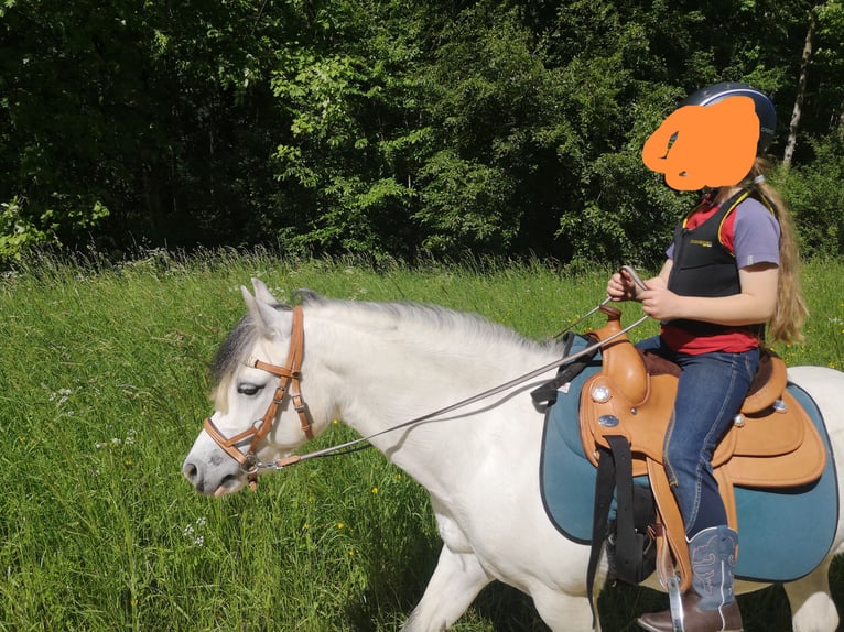 Galés-A Caballo castrado 8 años 126 cm Tordo in Stockach