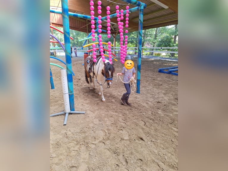 Galés-A Mestizo Caballo castrado 8 años 127 cm Pío in Rosendahl