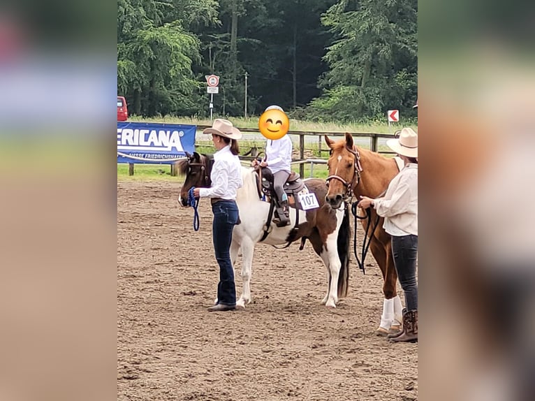Galés-A Mestizo Caballo castrado 8 años 127 cm Pío in Rosendahl
