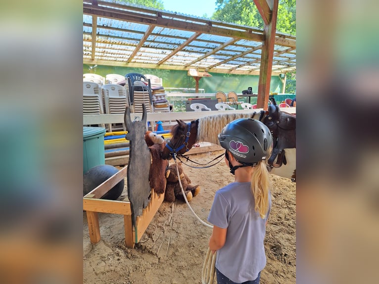 Galés-A Mestizo Caballo castrado 8 años 127 cm Pío in Rosendahl