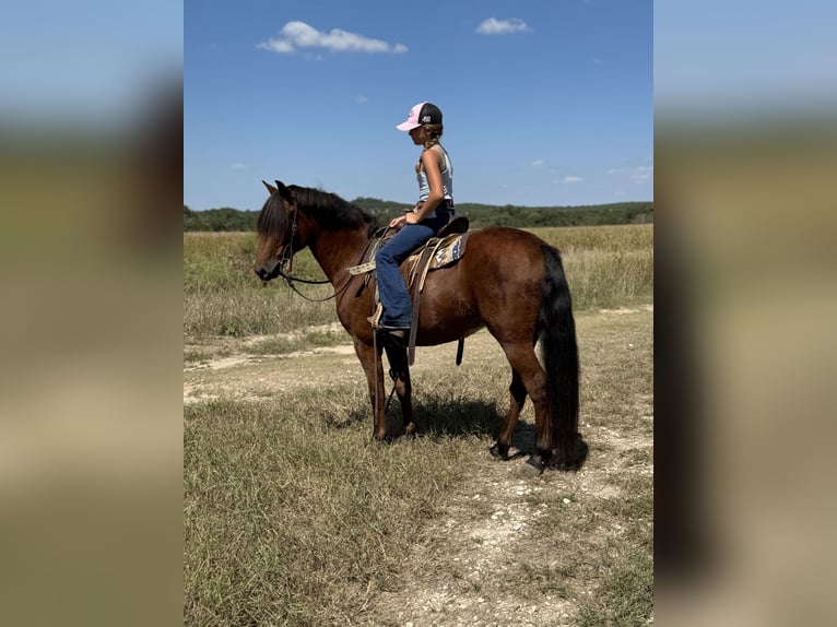 Galés-A Mestizo Caballo castrado 8 años 137 cm Castaño rojizo in Cleburne