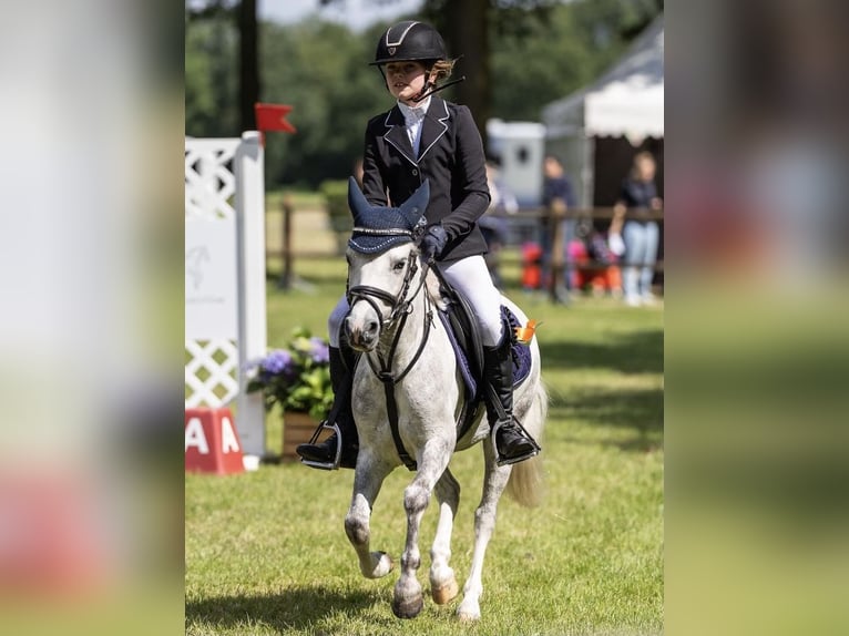 Galés-A Caballo castrado 9 años 114 cm Tordo in Maasbree