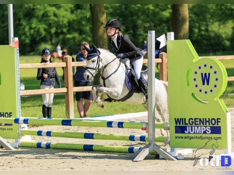 Galés-A Caballo castrado 9 años 114 cm Tordo in Maasbree