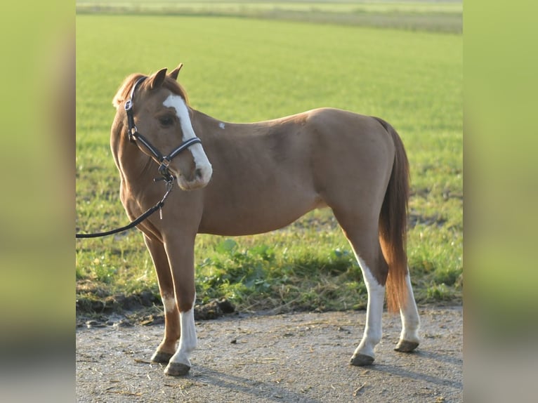 Galés-A Caballo castrado 9 años 115 cm Alazán rojizo in Geilenkirchen