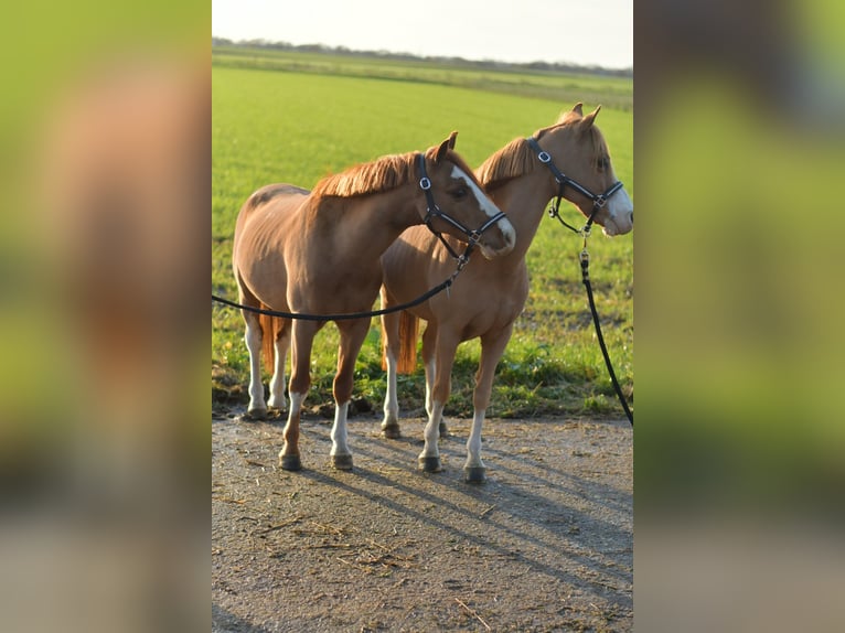 Galés-A Caballo castrado 9 años 115 cm Alazán rojizo in Geilenkirchen