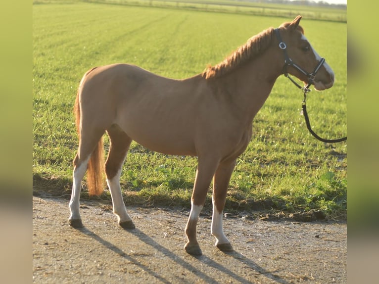 Galés-A Caballo castrado 9 años 115 cm Alazán rojizo in Geilenkirchen