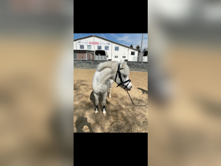 Galés-A Caballo castrado 9 años 115 cm Tordo in Schermbeck