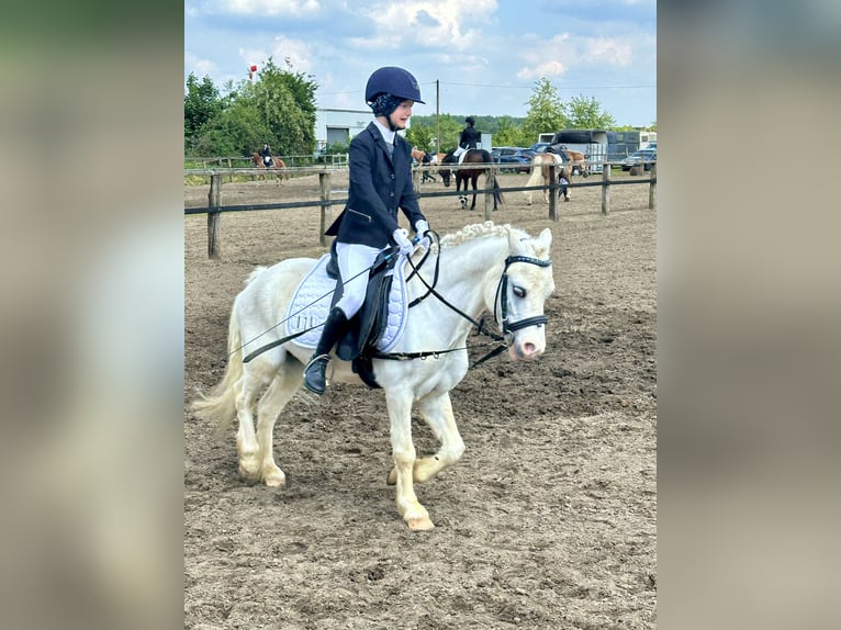 Galés-A Caballo castrado 9 años 115 cm Tordo in Schermbeck