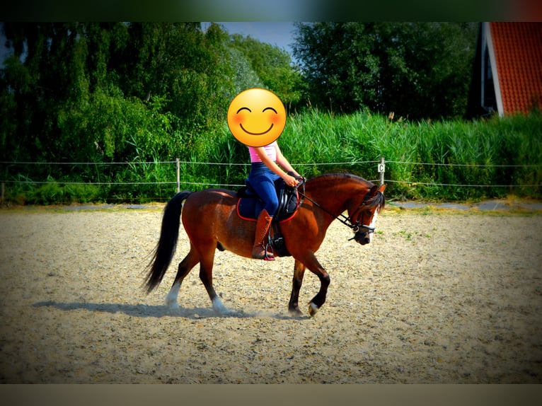 Galés-A Caballo castrado 9 años 116 cm Castaño in Steenbergen