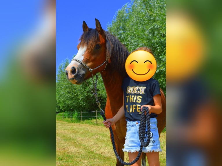 Galés-A Caballo castrado 9 años 116 cm Castaño in Steenbergen