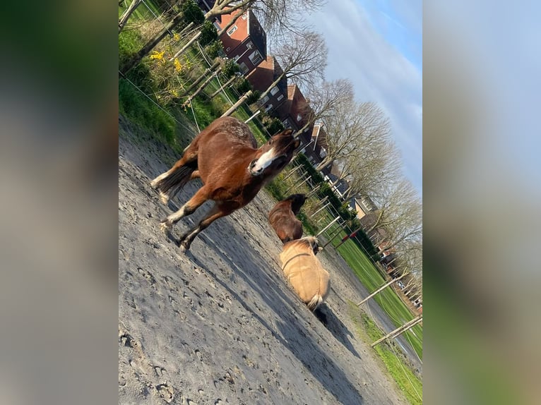 Galés-A Caballo castrado 9 años 116 cm Castaño in Steenbergen