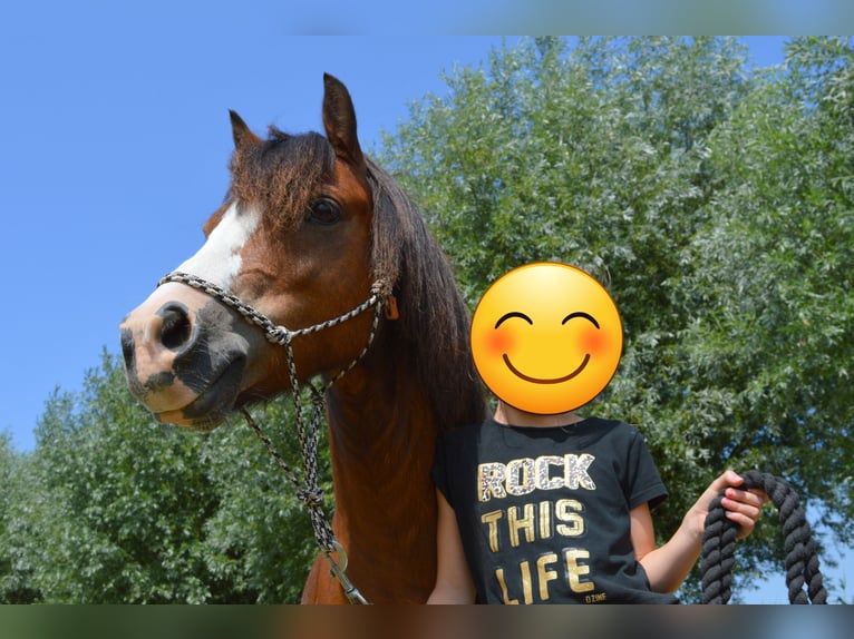 Galés-A Caballo castrado 9 años 116 cm Castaño in Steenbergen