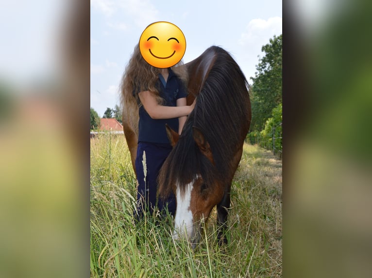 Galés-A Caballo castrado 9 años 116 cm Castaño in Steenbergen