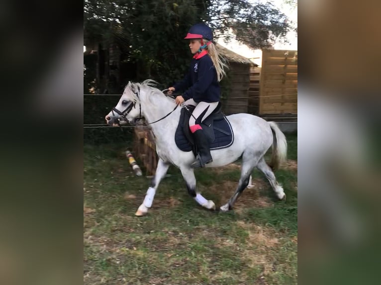 Galés-A Caballo castrado 9 años 117 cm Tordo in Slijpe