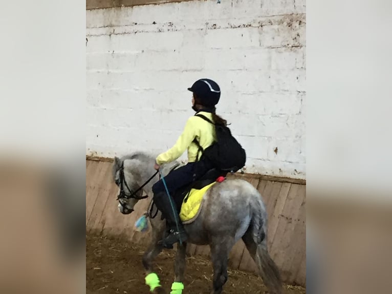 Galés-A Caballo castrado 9 años 117 cm Tordo in Slijpe