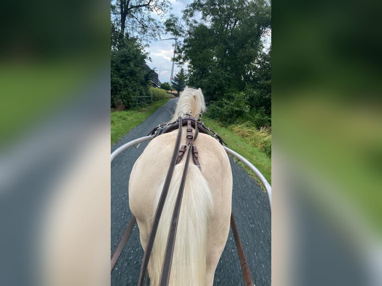 Galés-A Caballo castrado 9 años 118 cm Palomino in Beckum