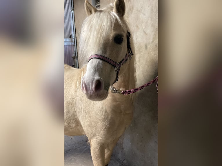 Galés-A Caballo castrado 9 años 118 cm Palomino in Beckum