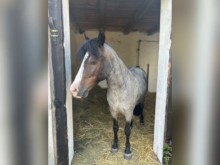 Galés-A Mestizo Caballo castrado 9 años 118 cm Rabicano in Weikendorf