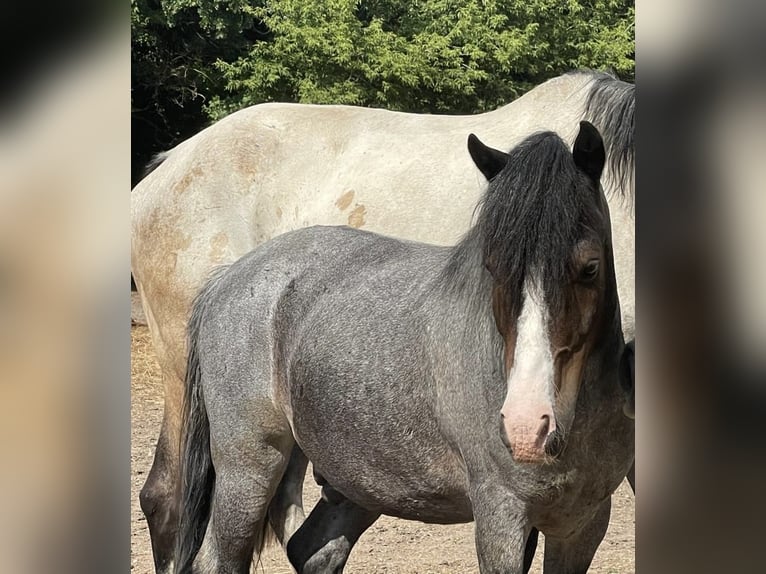 Galés-A Mestizo Caballo castrado 9 años 118 cm Rabicano in Weikendorf