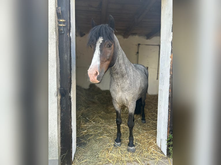 Galés-A Mestizo Caballo castrado 9 años 118 cm Rabicano in Weikendorf