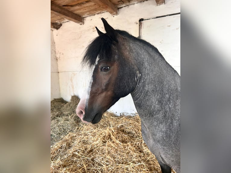 Galés-A Mestizo Caballo castrado 9 años 118 cm Rabicano in Weikendorf