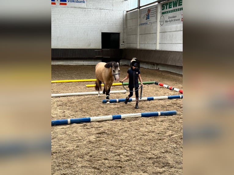 Galés-A Caballo castrado 9 años 119 cm Bayo in Voerde