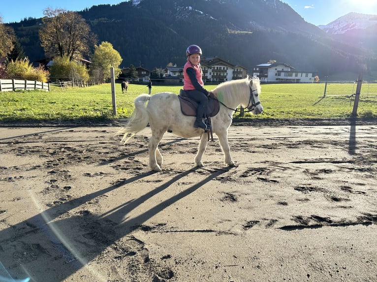 Galés-A Mestizo Caballo castrado 9 años 120 cm Tordo in Kirchberg in Tirol