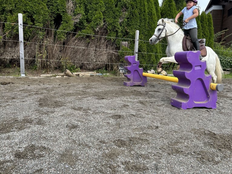 Galés-A Mestizo Caballo castrado 9 años 120 cm Tordo in Kirchberg in Tirol