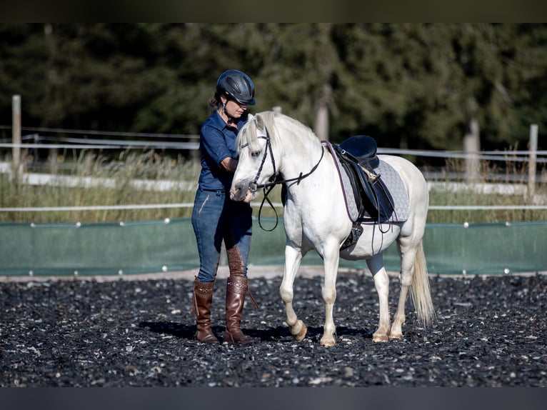 Galés-A Caballo castrado 9 años 120 cm Tordo in Emmingen-Liptingen