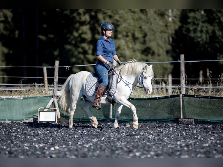 Galés-A Caballo castrado 9 años 120 cm Tordo in Emmingen-Liptingen