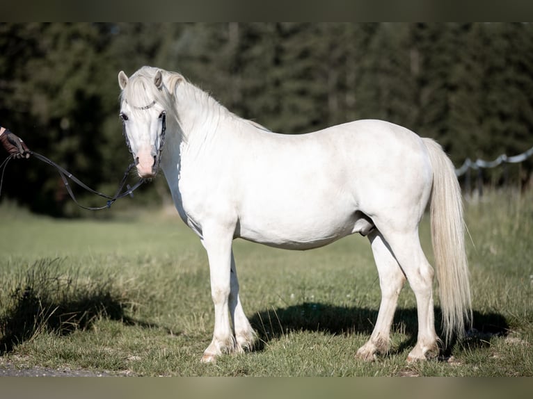 Galés-A Caballo castrado 9 años 120 cm Tordo in Emmingen-Liptingen