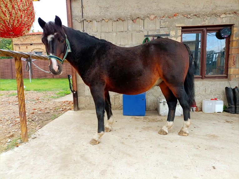 Galés-A Mestizo Caballo castrado 9 años 121 cm Castaño oscuro in Rauschendorf