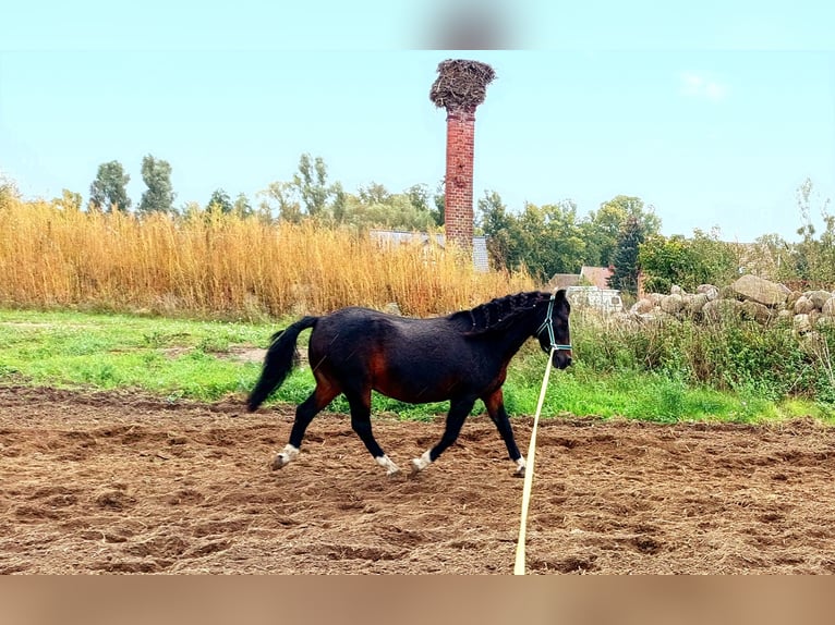 Galés-A Mestizo Caballo castrado 9 años 121 cm Castaño oscuro in Rauschendorf