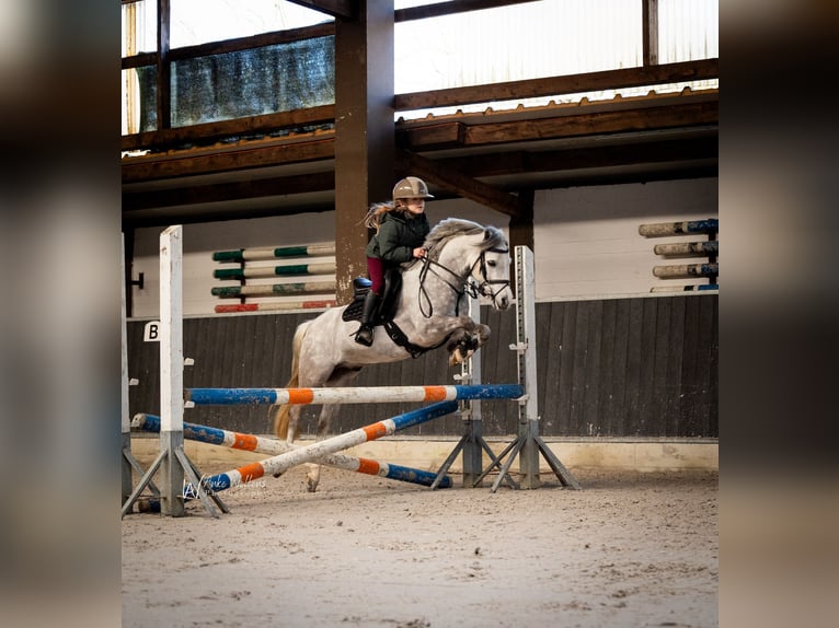 Galés-A Caballo castrado 9 años 121 cm Porcelana in Selfkant