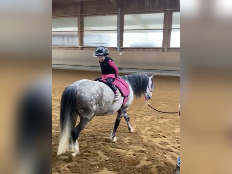 Galés-A Caballo castrado 9 años 121 cm Tordo in Eberdingen