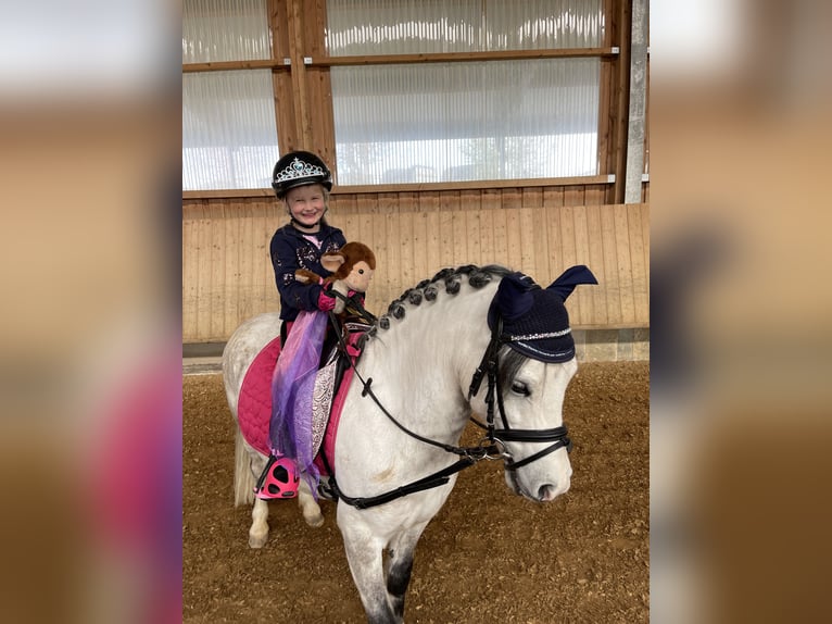 Galés-A Caballo castrado 9 años 121 cm Tordo in Eberdingen