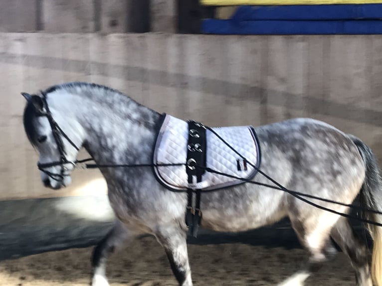 Galés-A Caballo castrado 9 años 121 cm Tordo in Eberdingen