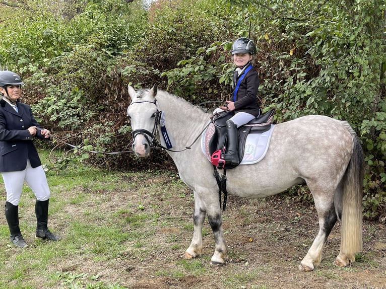 Galés-A Caballo castrado 9 años 121 cm Tordo in Eberdingen