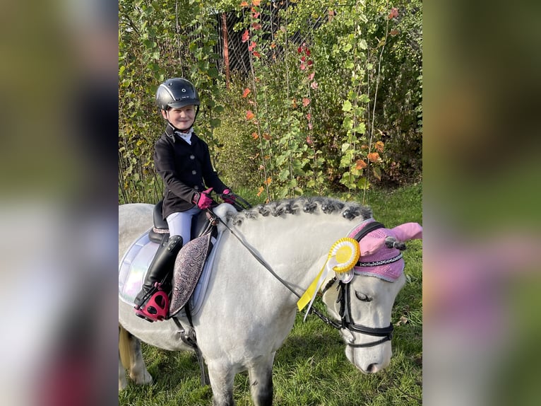 Galés-A Caballo castrado 9 años 121 cm Tordo in Eberdingen