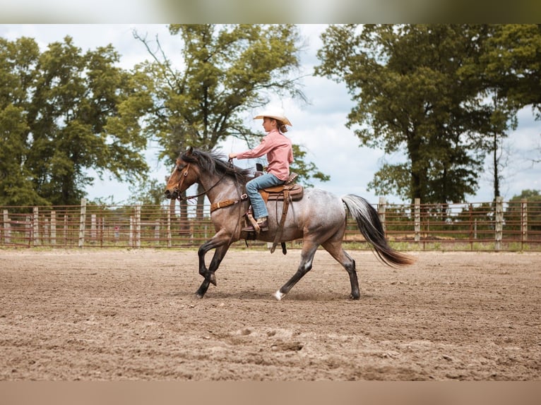 Galés-A Caballo castrado 9 años 122 cm Castaño-ruano in North Judson