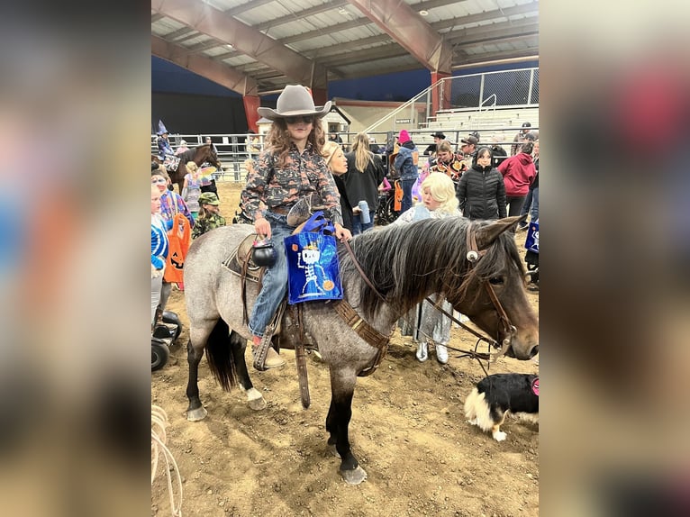 Galés-A Caballo castrado 9 años 122 cm Castaño-ruano in North Judson