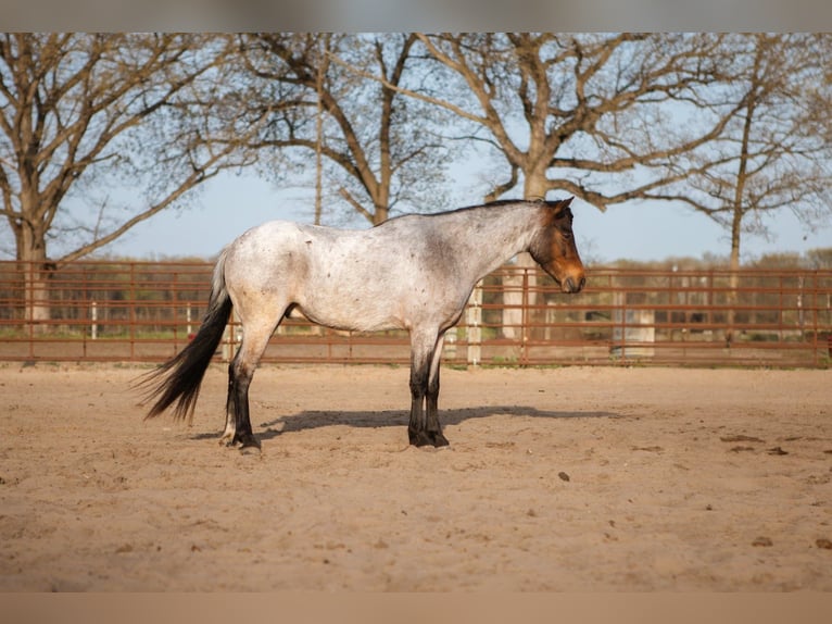 Galés-A Caballo castrado 9 años 122 cm Castaño-ruano in North Judson
